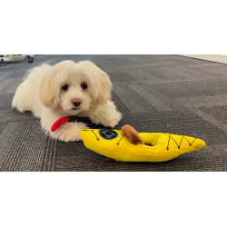 Kajak leget�j til din hund