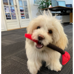 Kajak leget�j til din hund